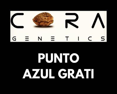 Punto Azul Grati (1970's Punto Rojo x Blue Dream)