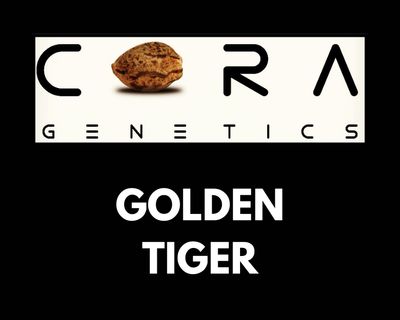 Golden Tiger (Acapulco Gold x Thai Heirloom Haze x Afghan Kush)
