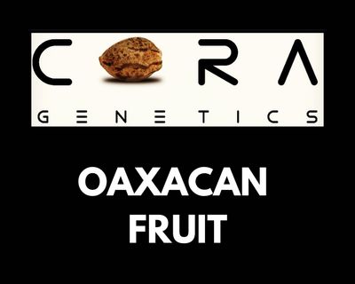 Oaxacan Fruit