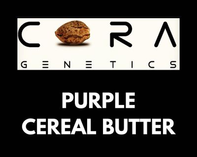 Purple Cereal Butter ((Purple Diesel x Peanut Butter) x Fruit Loops)