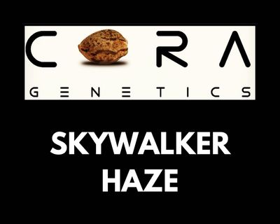 Skywalker Haze (Skywalker OG x Amnesia Haze)