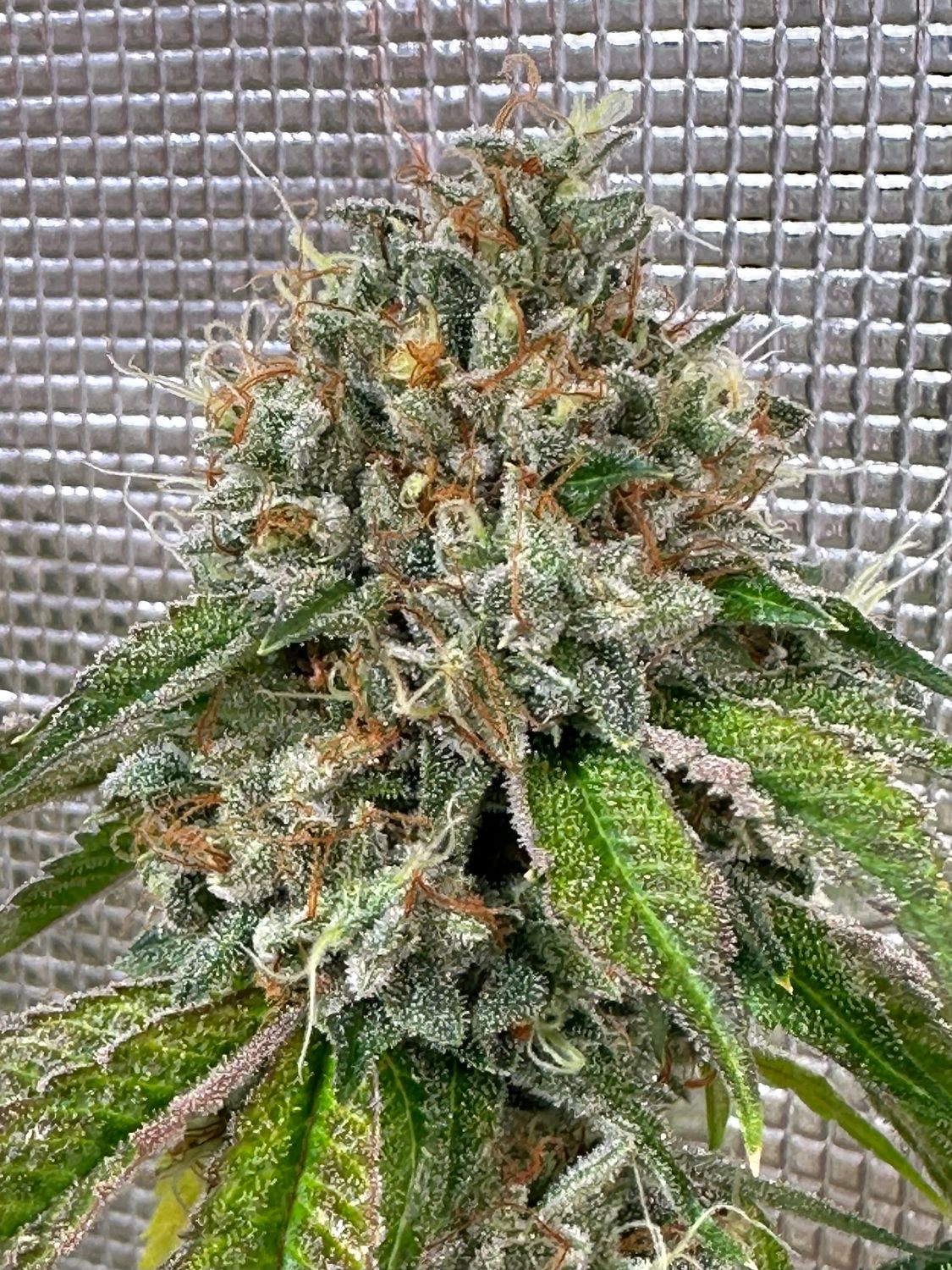 SFV OG Clone