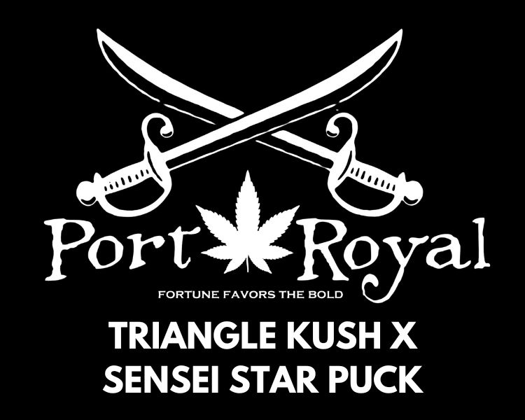 Triangle Kush x Sensei Star Puck Clone