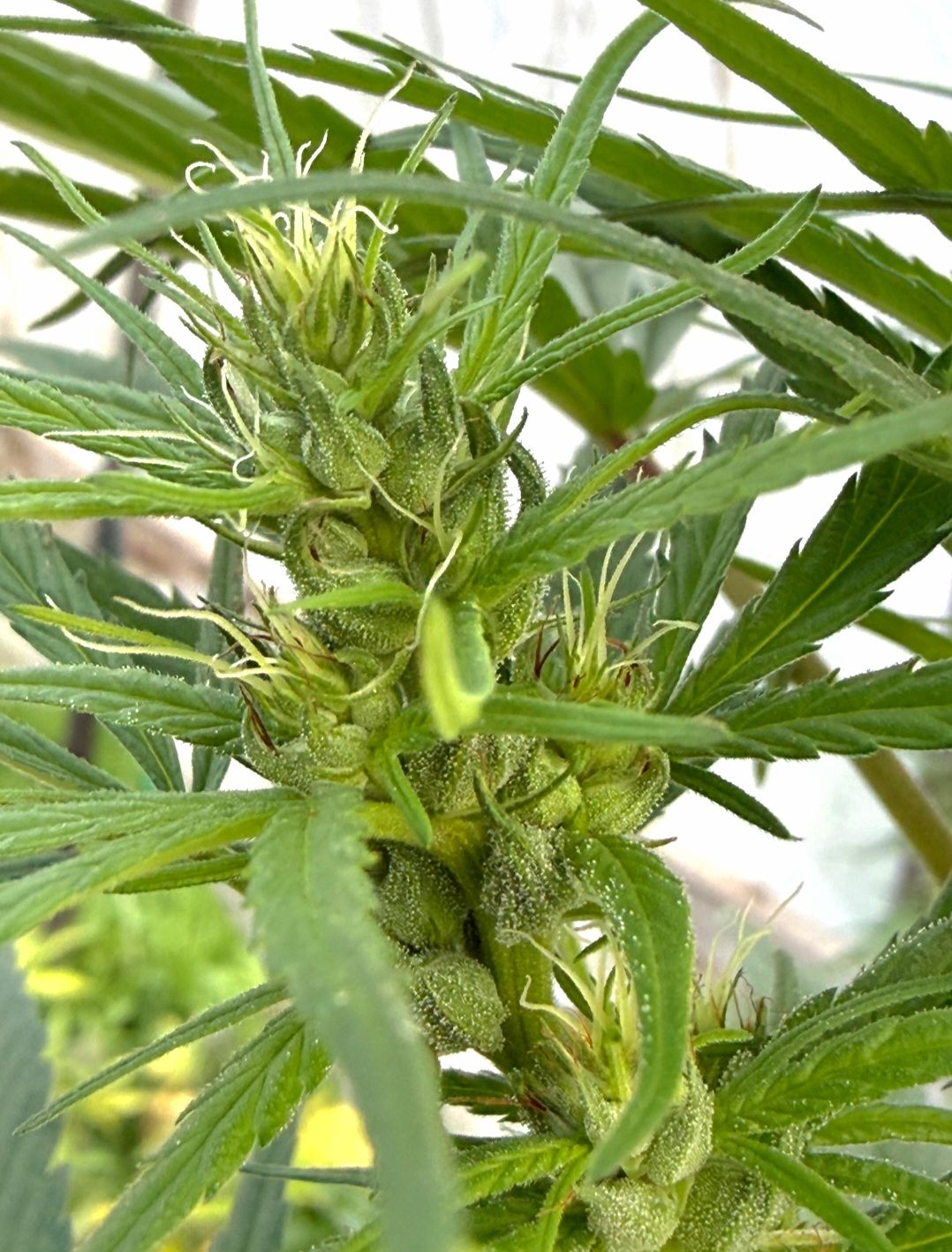 Zambia x Tanzania THCV Male