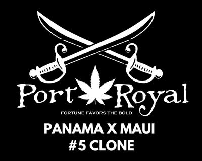 Panama Maui #5 Clone