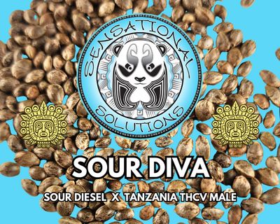 Sour Diva (Sour Diesel x Tanzania THCV Male)