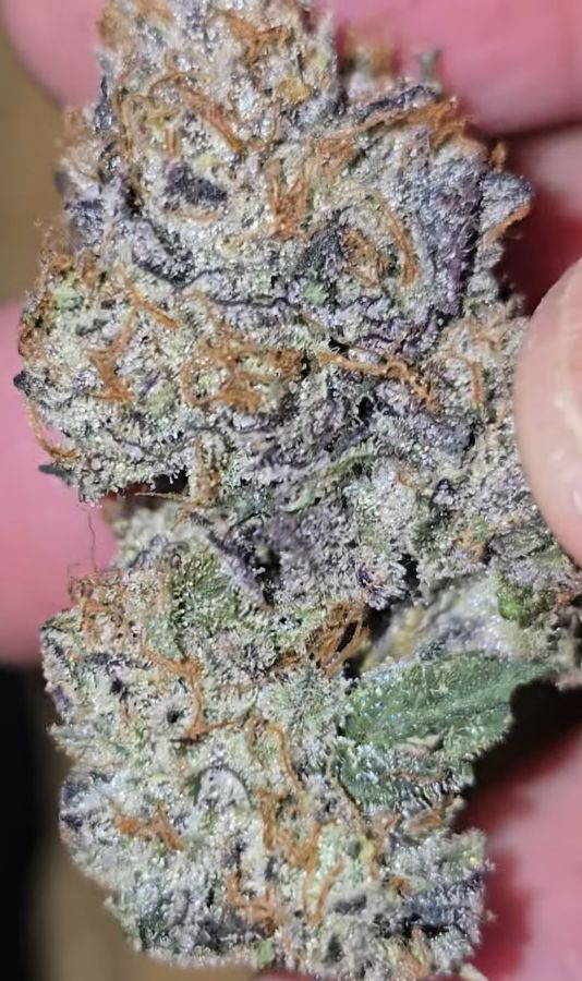 Zashimi (Mochi Gelato x Zkittlez) Clone