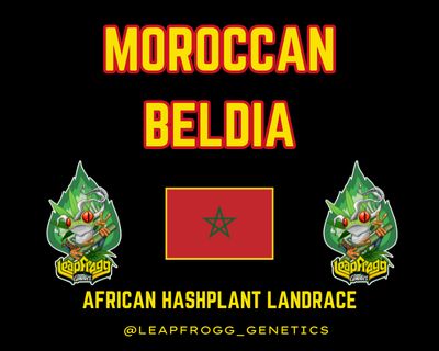 Moroccan Beldia Rare African Hash Plant Heirloom Landrace