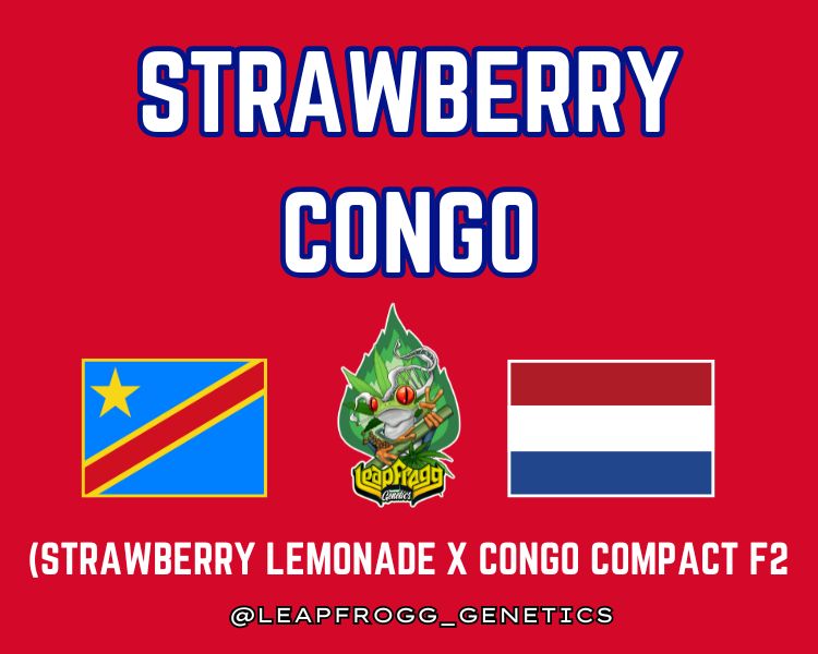 Strawberry Congo (Barney's Farm Strawberry Lemonade x Congo Compact F2)