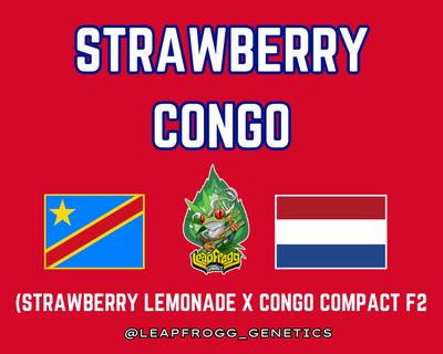 Strawberry Congo (Barney's Farm Strawberry Lemonade x Congo Compact F2)