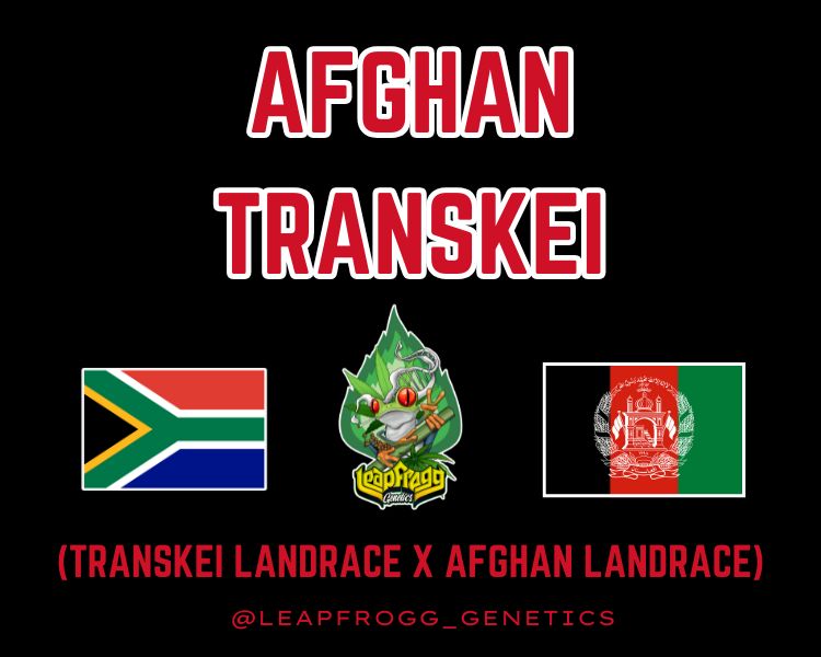 Afghan Transkei (Transkei African Sativa x Afghan Indica)
