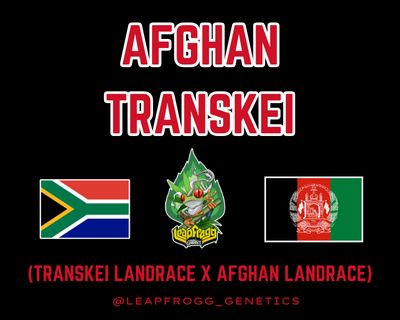 Afghan Transkei (Transkei African Sativa x Afghan Indica)