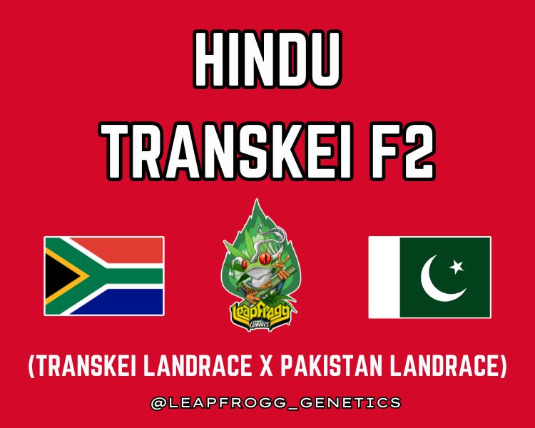 Hindu Transkei (Transkei African Sativa x Pakistan Indica F2)