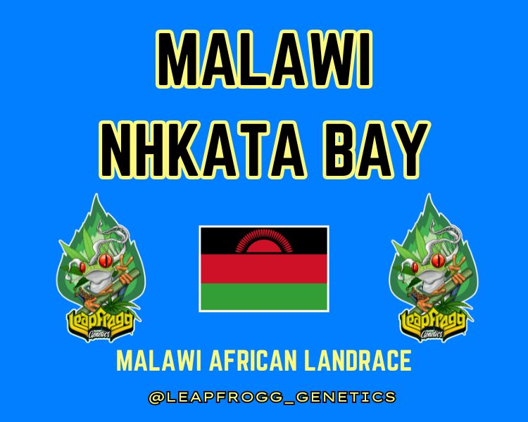 Malawi Nhkata Bay African Heirloom Landrace Sativa