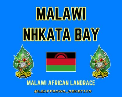 Malawi Nhkata Bay African Heirloom Landrace Sativa