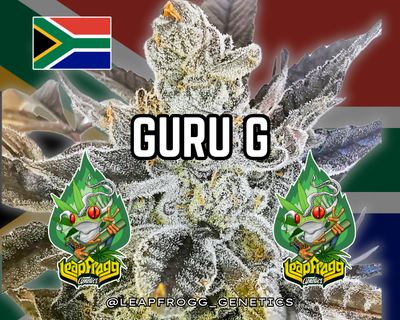 Guru G (Quantum Breath x Nag Champa Rose Cut)