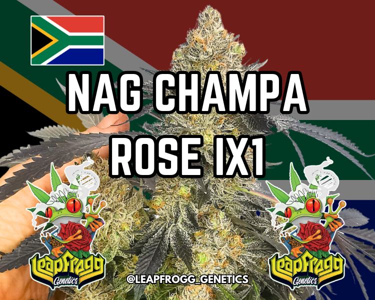 Nag Champa Rose (The Big Dirty x Pineapple Sorbet)
