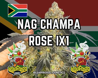 Nag Champa Rose (The Big Dirty x Pineapple Sorbet)