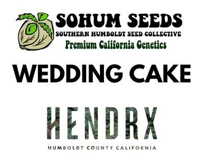 Wedding Cake Feminized