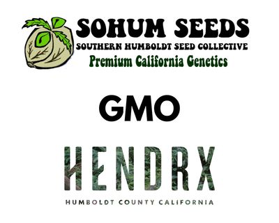 GMO Feminized