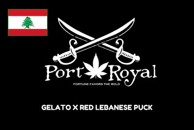 Gelato 33 x Red Lebanese Puck
