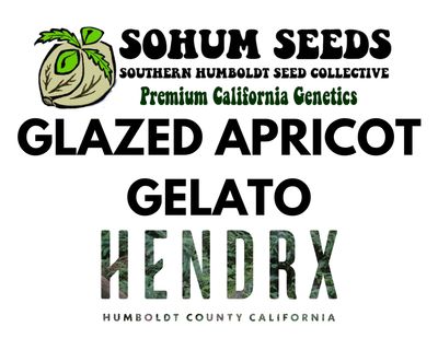 Glazed Apricot Gelato Feminized