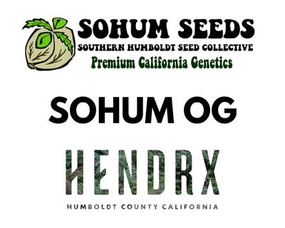 Sohum OG Feminized