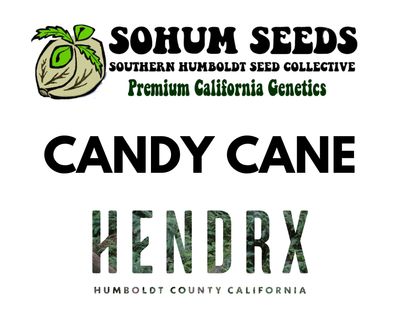 Candy Cane Feminized