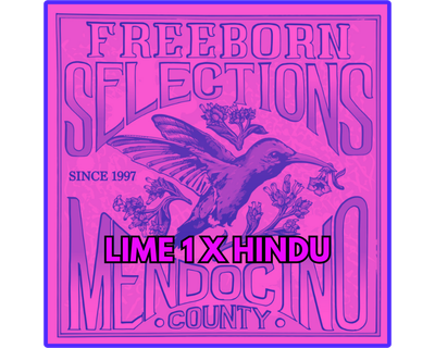 Lime 1 x Hindu