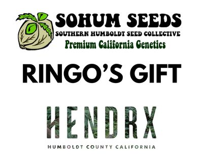 Ringo's Gift Levi's Cut S1 Feminized