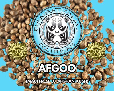 Afgoo (Mazui Haze x Afghan Kush)