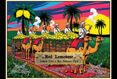 Lemon Tree x Red Lebanese Puck