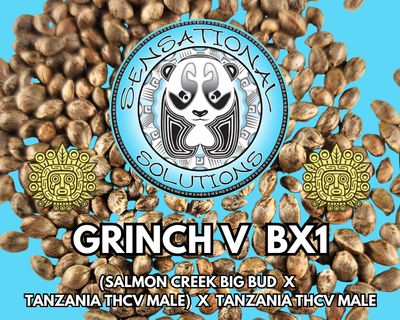 Grinch V BX1 (Grinch (Salmon Creek Big Bud) x Tanzania THCV Male) x Tanzania THCV Male