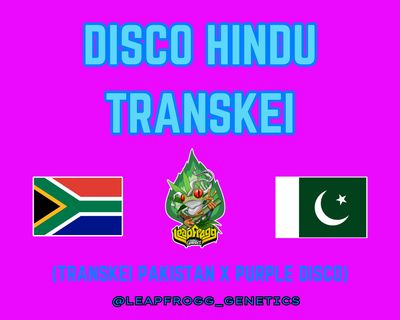Disco Hindu Transkei (Transkei Pakistan x Purple Disco)