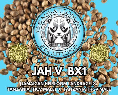 Jah V BX1 (Jamaican Heirloom Landrace x Tanzania THCV Male) x Tanzania THCV Male