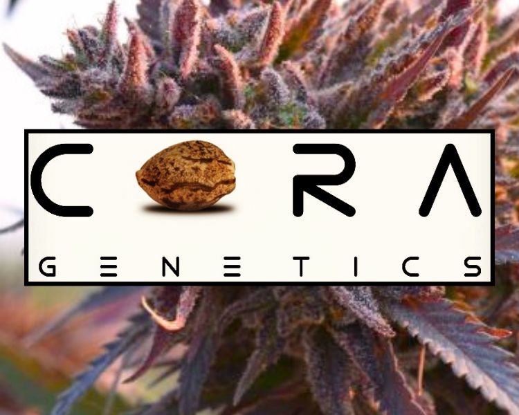 Cora Genetics Emerald Triangle, California