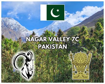 Nagar Valley 7C Pakistan Heirloom Landrace