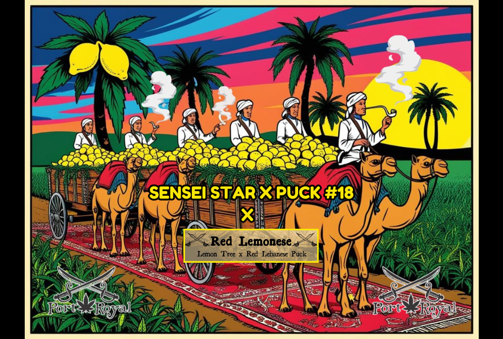 (Sensi Star x Puck #18) x (Lemon Tree x Red Lebanese Puck)
