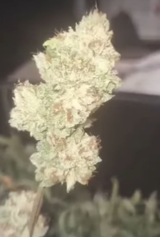 '91 Hollywood Pure Kush Clone