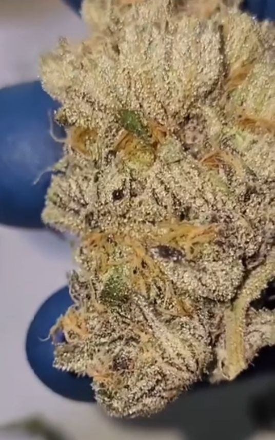 Papaya Popz Clone
