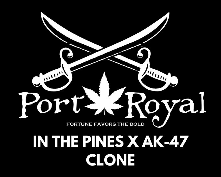 In The Pines x AK-47 Clone