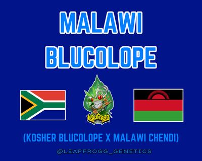 Malawi Blucolope (Kosher Blucolope x Malawi Chendi)