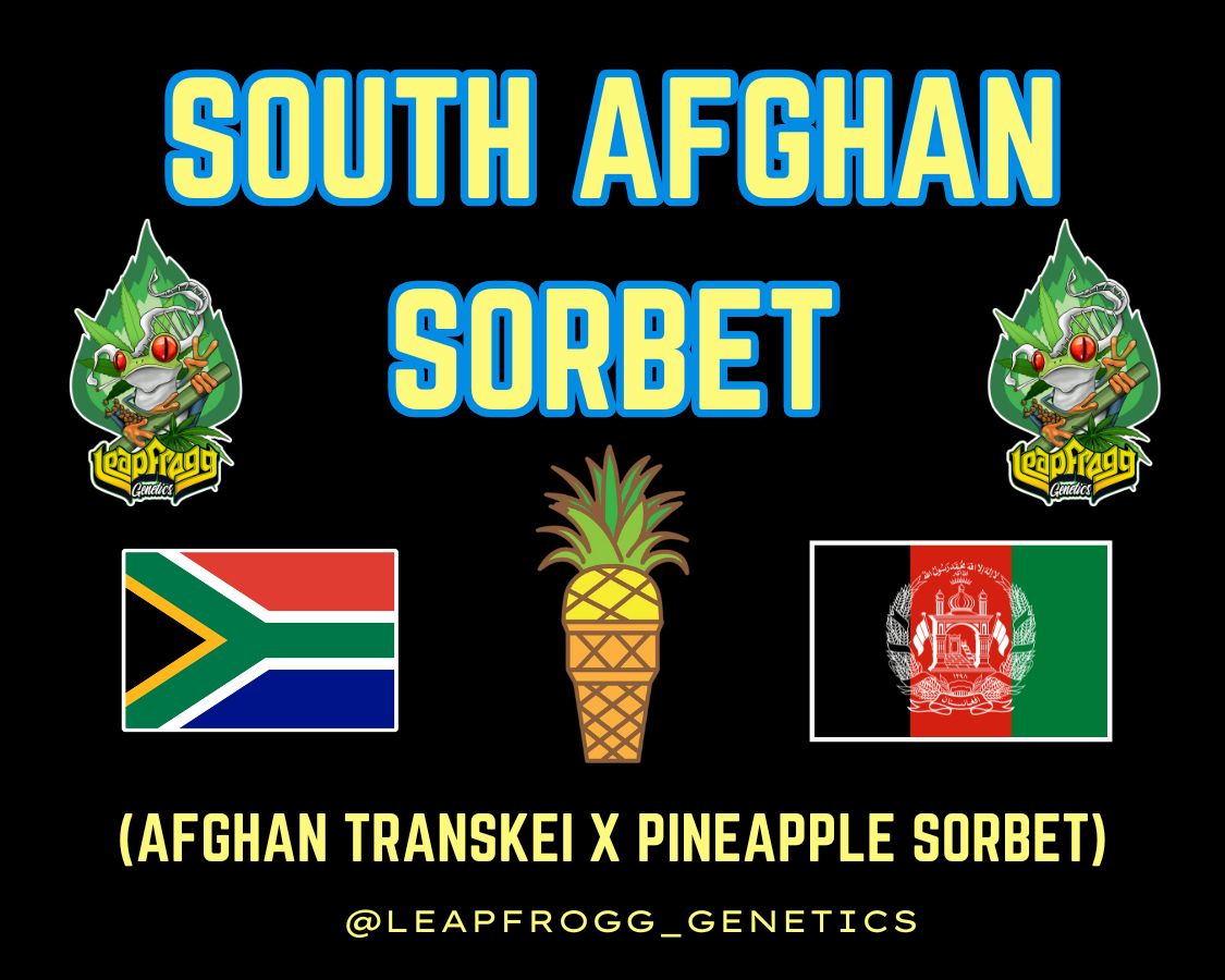 South Afghan Sorbet (Afghan Transkei x Pineapple Sorbet) South Afghan Sorbet (Afghan Transkei x Pineapple Sorbet)
