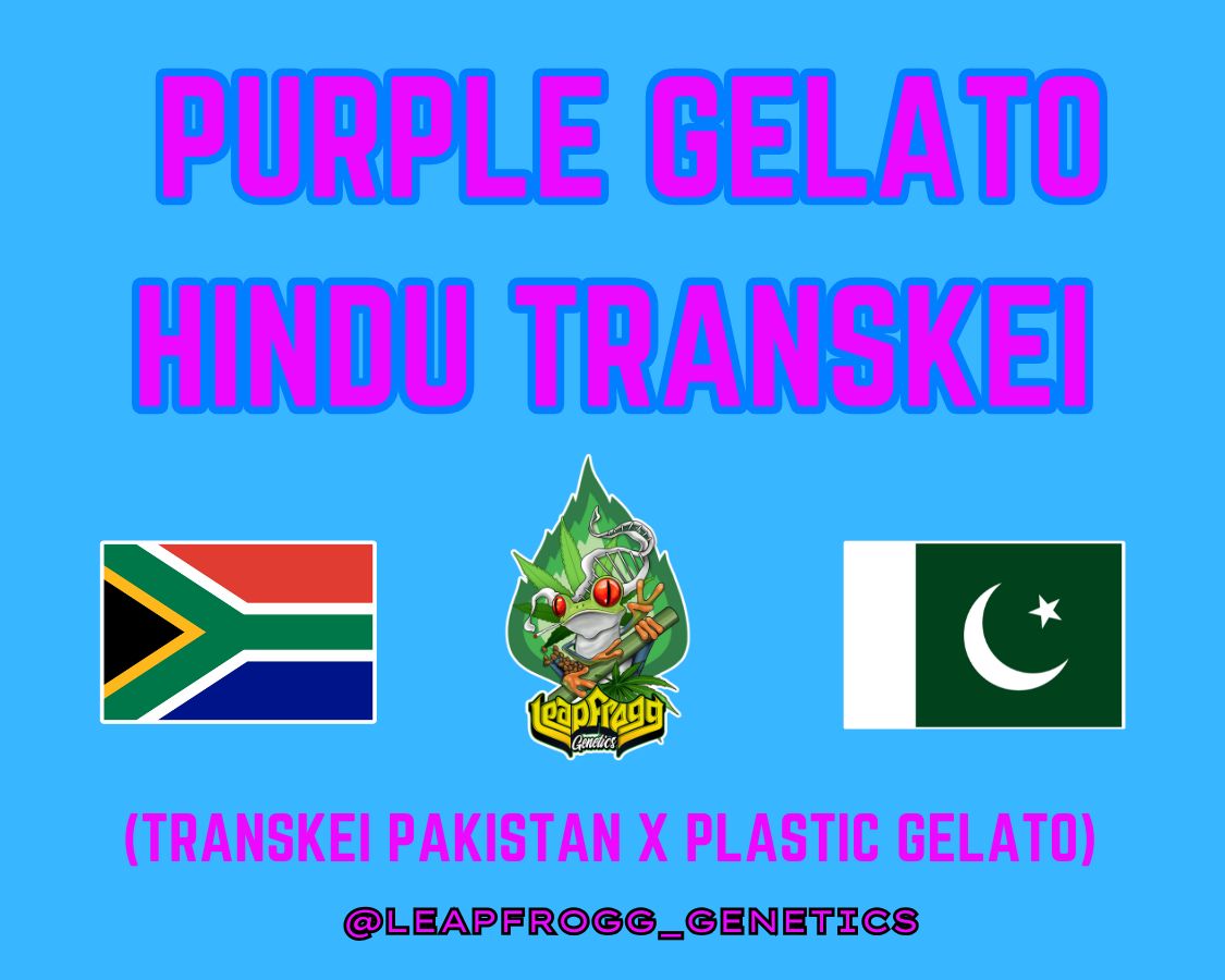 Purple Gelato Hindu Transkei (Transkei Pakistan x Plastic Gelato)