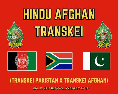 Hindu Afghan Transkei (Transkei Pakistan x Transkei Afghan)