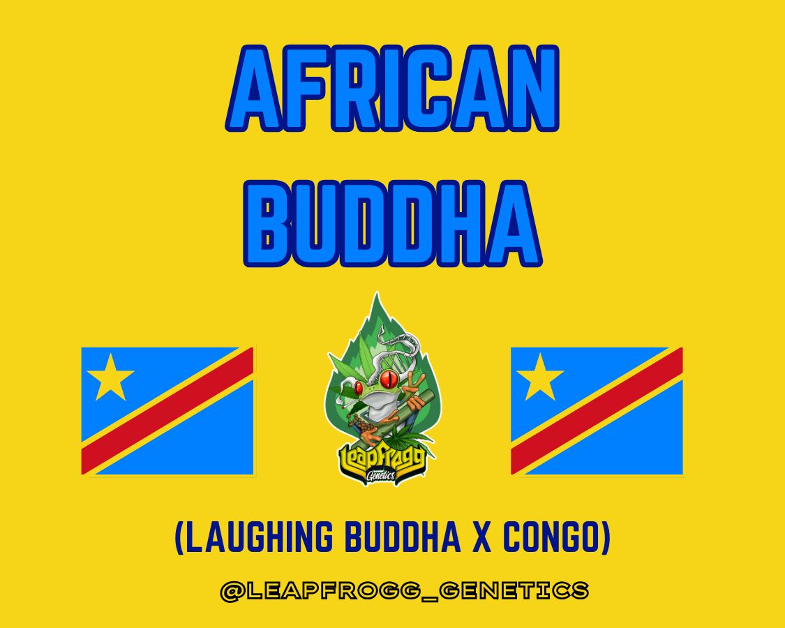 African Buddha (Laughing Buddha x Congo Compact F2)