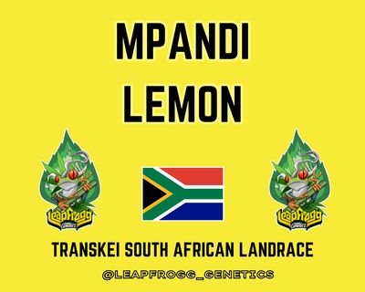 Mpandi Lemon (Transkei South African Landrace)