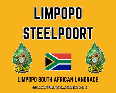 Limpopo Steelpoort (Limpopo South African Landrace)