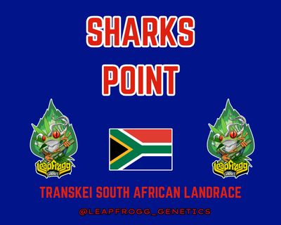 Sharks Point (Transkei South African Landrace)