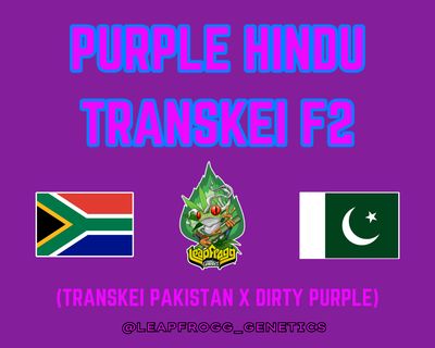 Purple Hindu Transkei F2 (Transkei Pakistan x Dirty Purple)
